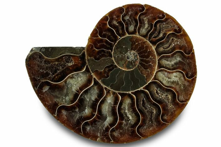 Cut & Polished Ammonite Fossil (Half) - Madagascar #323304